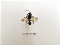 藏品(膜翅目(蜂))的圖片